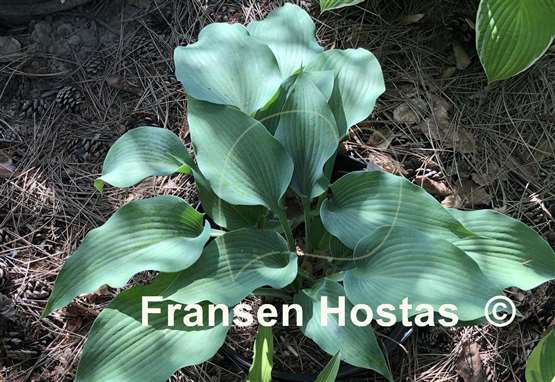 Hosta Flemish Steel